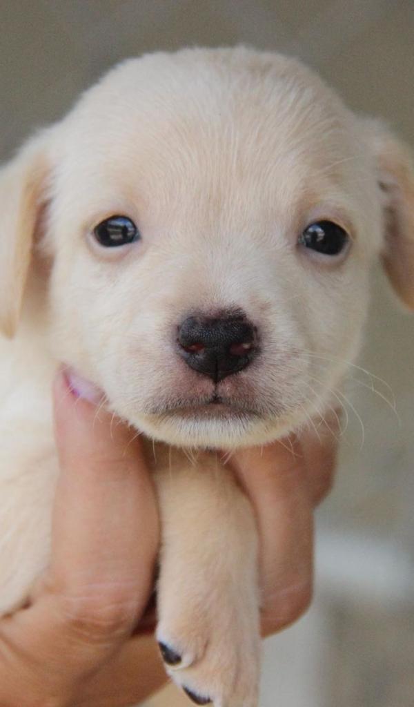 Animais resgatados em feira de adoção em shopping  por Maria Izabel I Voluntária