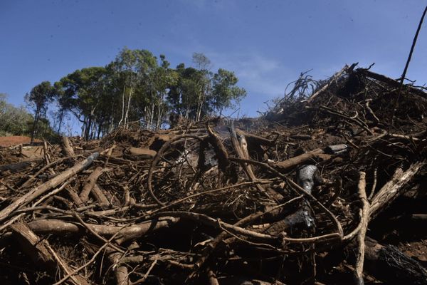 Operação da polícia para combater o desmatamento na região de Santa Teresa por Ricardo Medeiros
