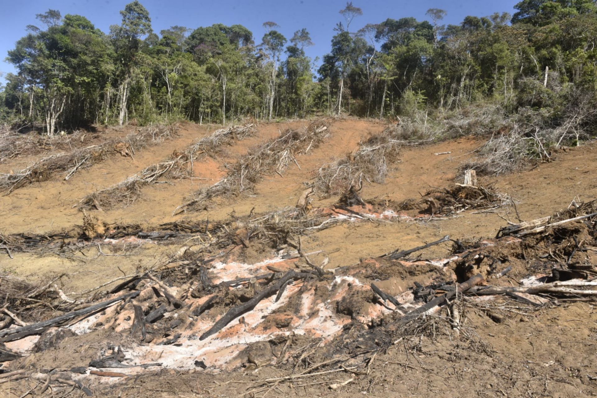 Operação da polícia para combater o desmatamento na região de Santa Teresa