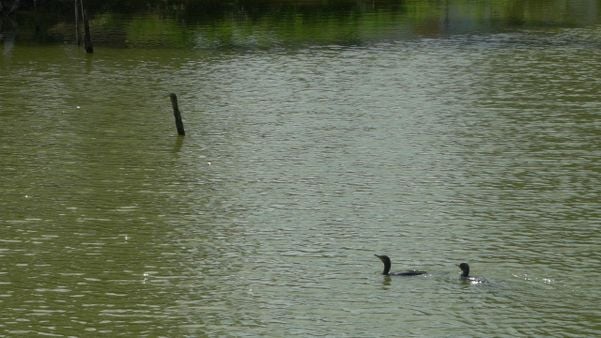 Lagoa da Ufes, na unidade de Goiabeiras, em Vitória