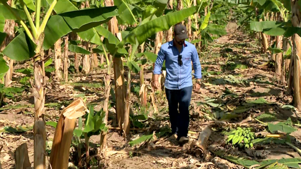 Produtor rural Fernando Noronha teve prejuízo na plantação de banana.