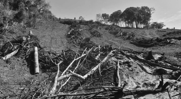 A região de Santa Teresa tem reservas preservadas e em recuperação de Mata Atlântica que, com o desmatamento feito no varejo em pequenas propriedades, aos poucos vão desaparecendo