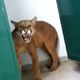 Imagem - Onça parda é encontrada por aluno em banheiro de escola em BH