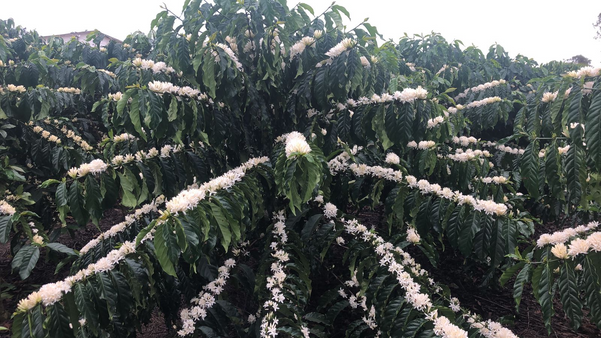 Ufes registra primeira cultivar de café conilon para o estado da