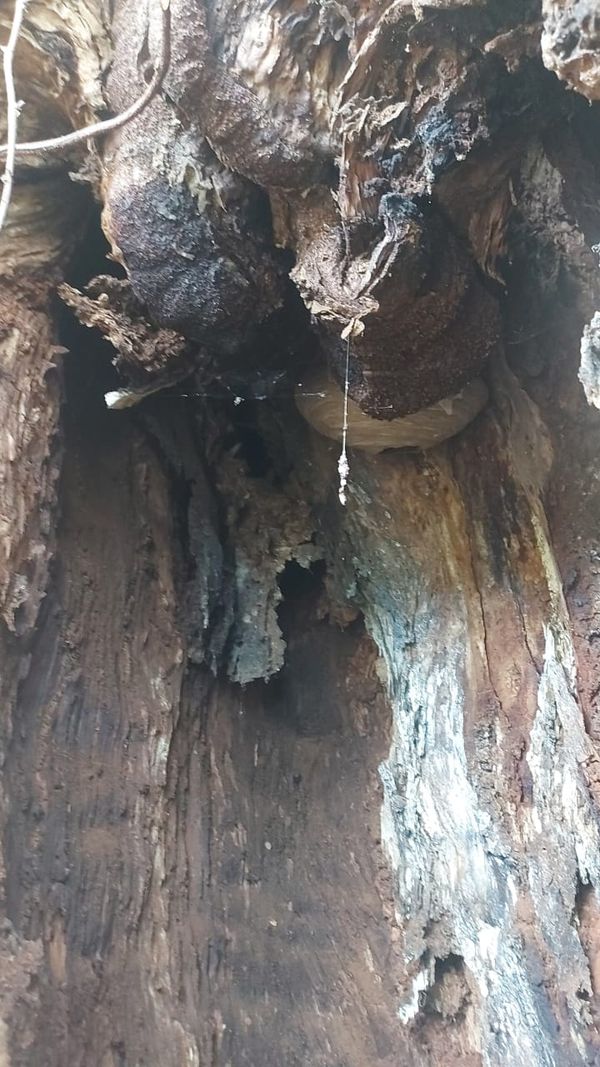  O flamboyant está com um buraco de cerca de 2 metros feito por cupins por Brás Zagotto