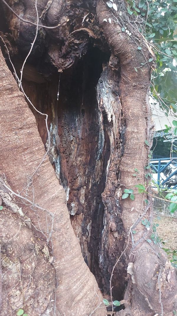  O flamboyant está com um buraco de cerca de 2 metros feito por cupins por Brás Zagotto