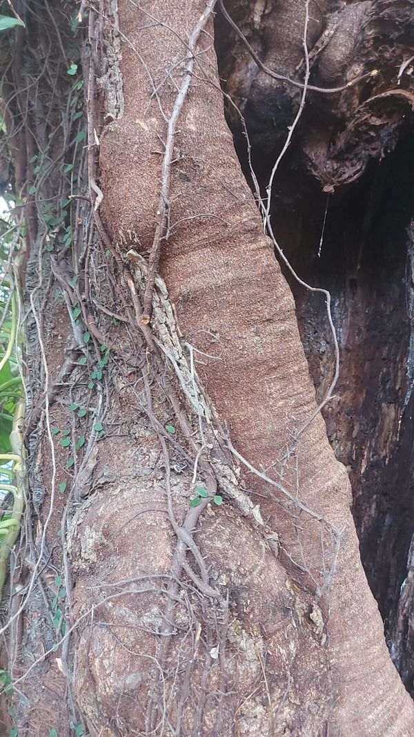  O flamboyant está com um buraco de cerca de 2 metros feito por cupins por Brás Zagotto
