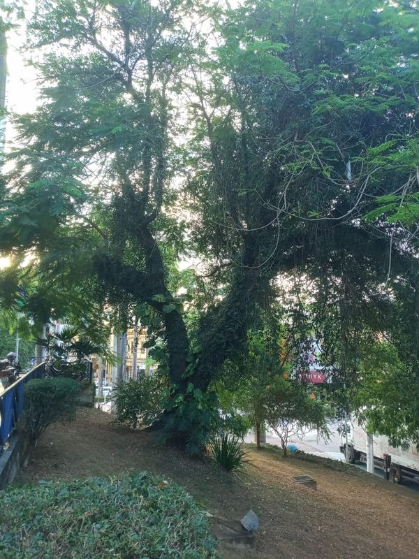 A árvore é conhecida como “flamboyant da Câmara” e fica na praça Jerônimo Monteiro, em Cachoeiro por Brás Zagotto