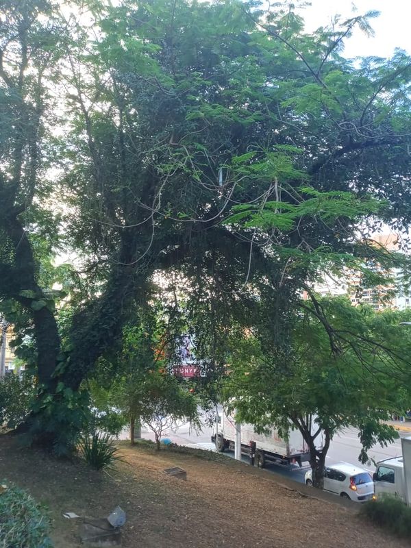 A árvore é conhecida como “flamboyant da Câmara” e fica na praça Jerônimo Monteiro, em Cachoeiro por Brás Zagotto