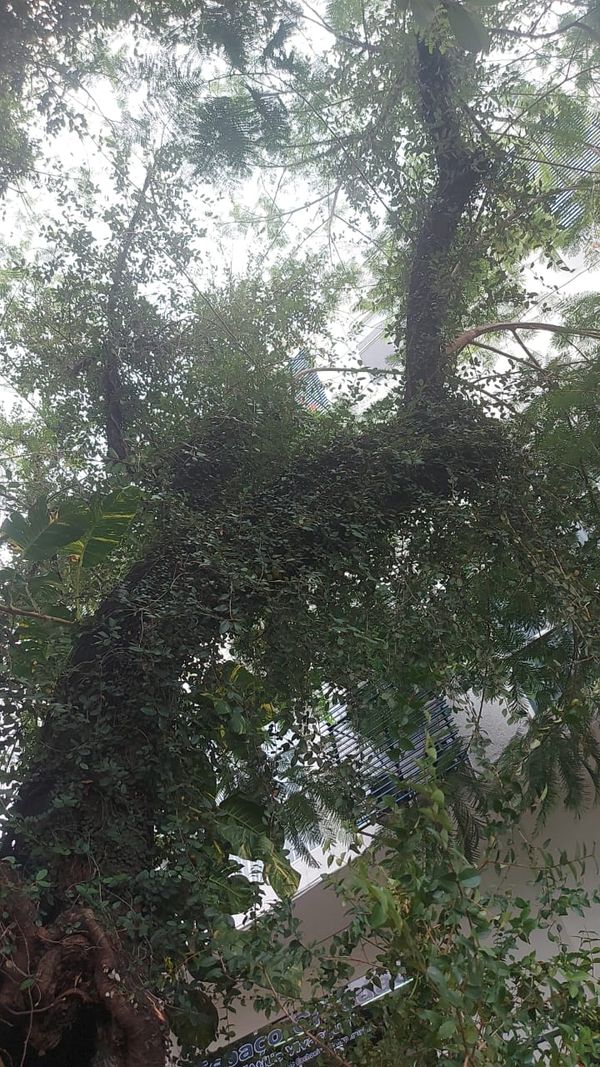 A árvore é conhecida como “flamboyant da Câmara” e fica na praça Jerônimo Monteiro, em Cachoeiro por Brás Zagotto