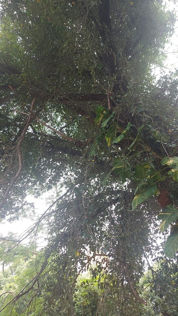 A árvore é conhecida como “flamboyant da Câmara” e fica na praça Jerônimo Monteiro, em Cachoeiro por Brás Zagotto