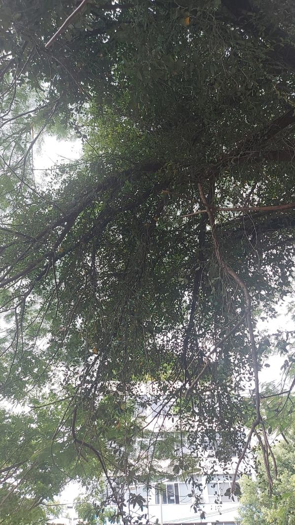 A árvore é conhecida como “flamboyant da Câmara” e fica na praça Jerônimo Monteiro, em Cachoeiro por Brás Zagotto