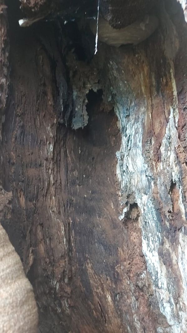  O flamboyant está com um buraco de cerca de 2 metros feito por cupins por Brás Zagotto