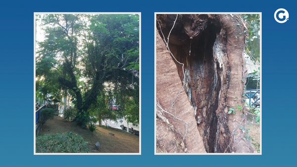Avaliação aponta risco de queda de Flamboyant centenário em Cachoeiro