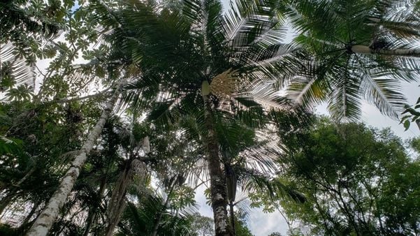 A palmeira juçara é uma espécie nativa da Mata Atlântica e, por isso, é indicada para a região do Vale da Cachoeira Alta, em Alfredo Chaves