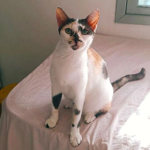 Animais estarão disponíveis para adoção no próximo sábado (28). por Divulgação/Prefeitura de Vitória