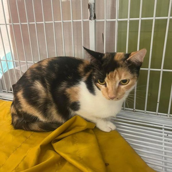 Animais estarão disponíveis para adoção no próximo sábado (28). por Divulgação/Prefeitura de Vitória