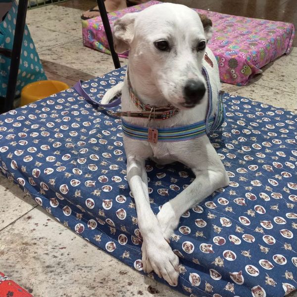 Animais estarão disponíveis para adoção no próximo sábado (28). por Divulgação/Prefeitura de Vitória