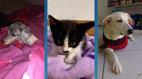 ONG de Linhares decidiu promover uma campanha de agasalho para cães e gatos abandonados e resgatados pela entidade