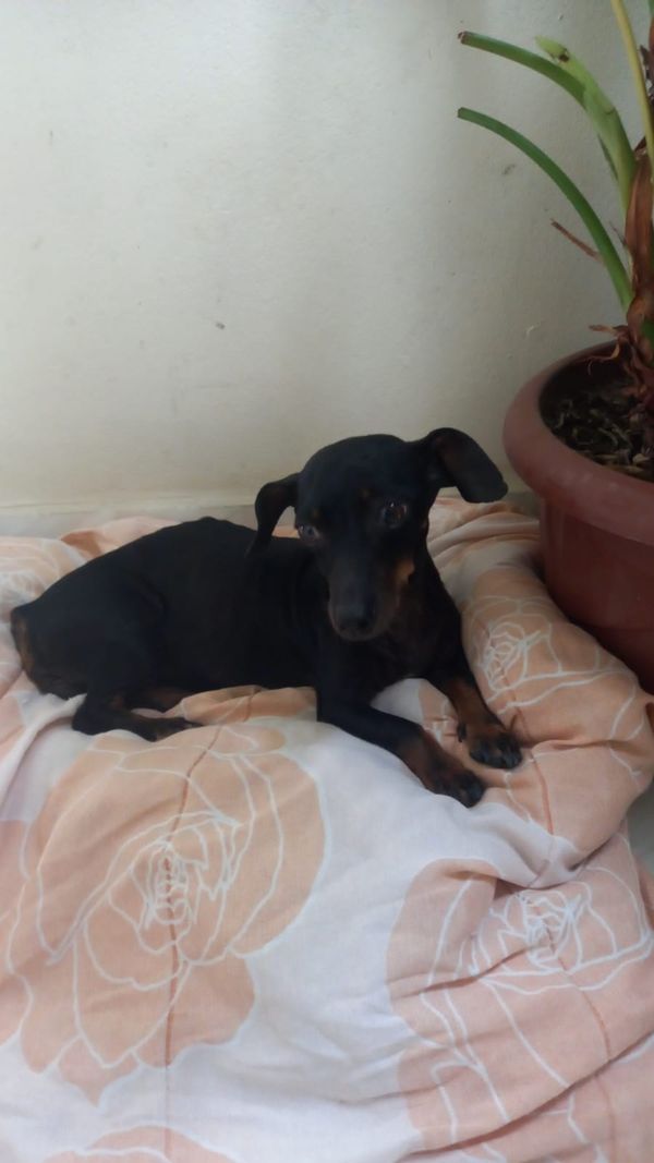 Campanha arrecada agasalhos para animais abandonados em Linhares por Aipa | Divulgação