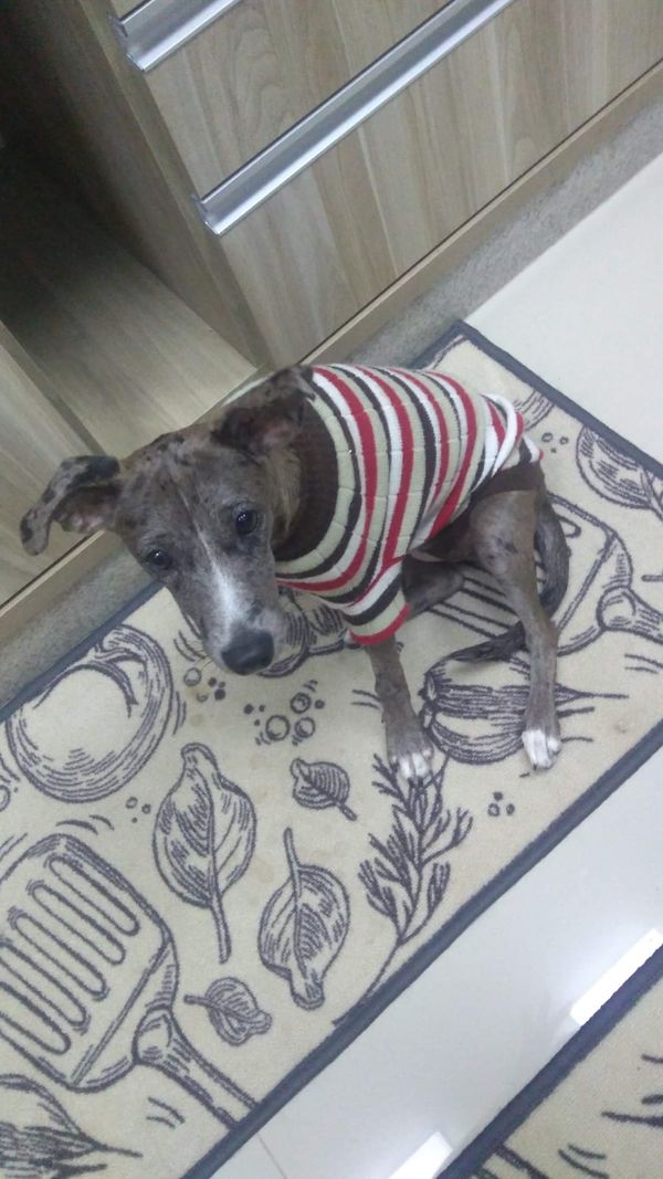 Campanha arrecada agasalhos para animais abandonados em Linhares por Aipa | Divulgação