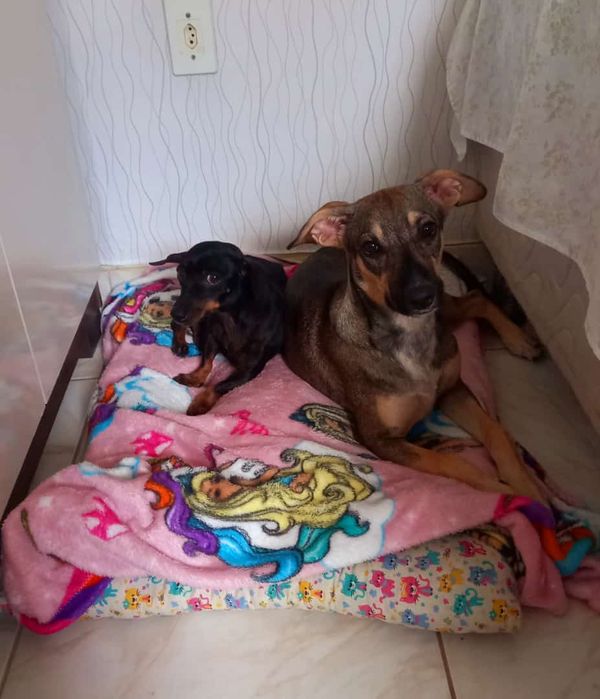 Campanha arrecada agasalhos para animais abandonados em Linhares por Aipa | Divulgação