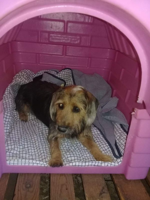 Campanha arrecada agasalhos para animais abandonados em Linhares por Aipa | Divulgação