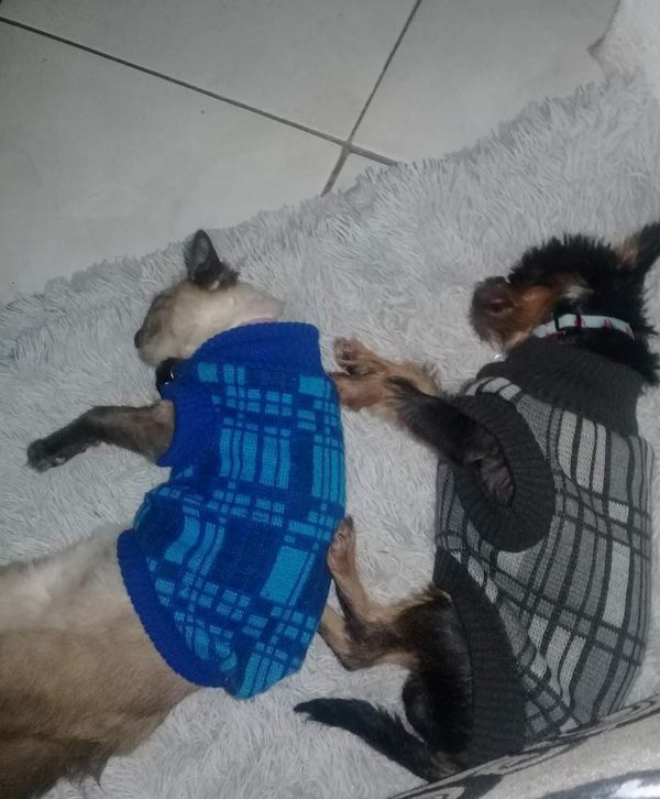 Campanha arrecada agasalhos para animais abandonados em Linhares por Aipa | Divulgação