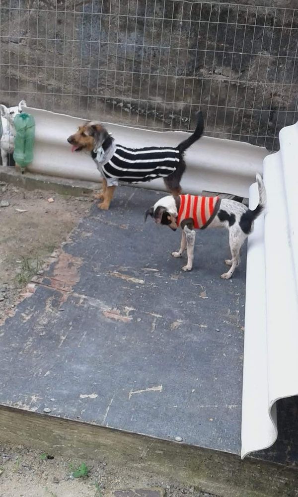 Campanha arrecada agasalhos para animais abandonados em Linhares por Aipa | Divulgação