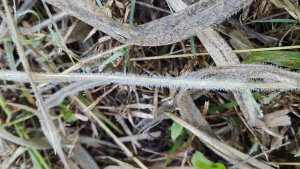 Distrito de Castelinho, interior de Vargem Alta, amanheceu com geada e temperatura de 1 °C por Marília Lorenzoni 