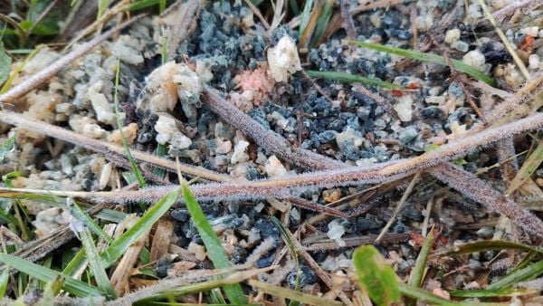 Distrito de Castelinho, interior de Vargem Alta, amanheceu com geada e temperatura de 1 °C por Marília Lorenzoni 
