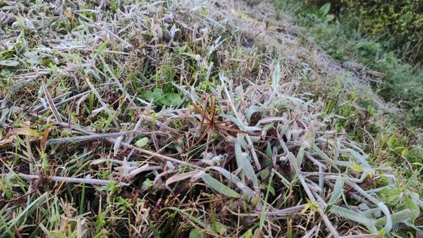 Distrito de Castelinho, interior de Vargem Alta, amanheceu com geada e temperatura de 1 °C por Marília Lorenzoni 