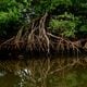 Matéria especial para semana do meio ambiente, manguezal na região de Maria Ortiz, em Vitória