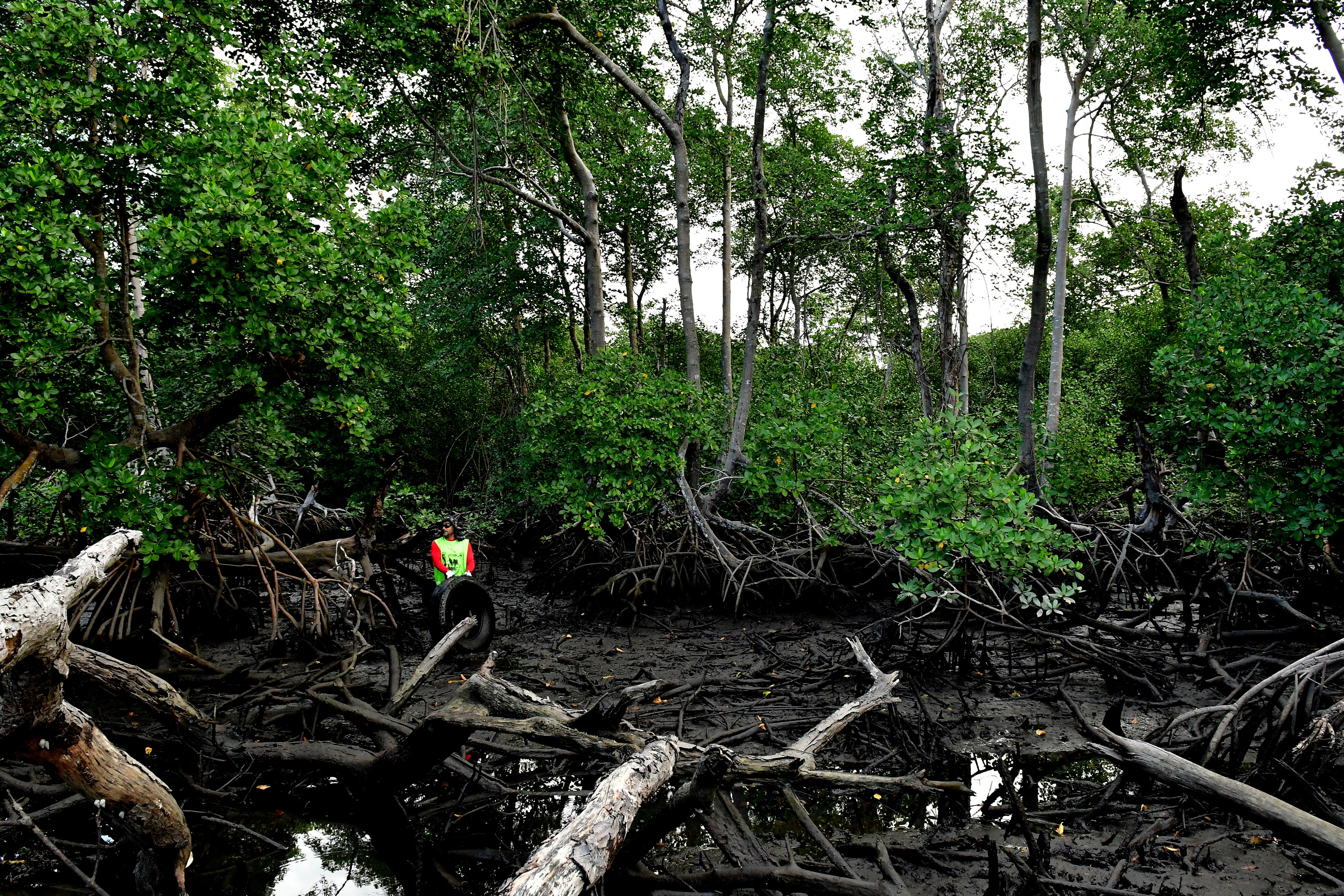 Matéria especial para semana do meio ambiente, manguezal na região de Maria Ortiz, em Vitória