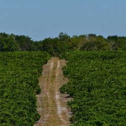 Condições de relevo favoráveis (plano) e boa oferta de água formam o pano de fundo, mas o que empurrou de fato os preços foram a valorização do café e a alta produtividade do conilon