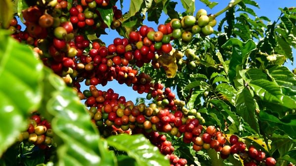 O consumo no continente maispopuloso do mundo aumentou cerca de 25% na última década, muito em função do café solúvel