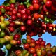 Imagem - De olho no exterior, café do Espírito Santo terá marca própria