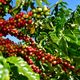 Imagem - Bom desempenho do agro deve fazer economia do ES crescer 4,3% em 2024