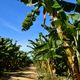 Fazenda Lagoa Nova, em Linhares, usa drones para pulverizar defensivo agrícola e para monitorar situação da plantação de banana