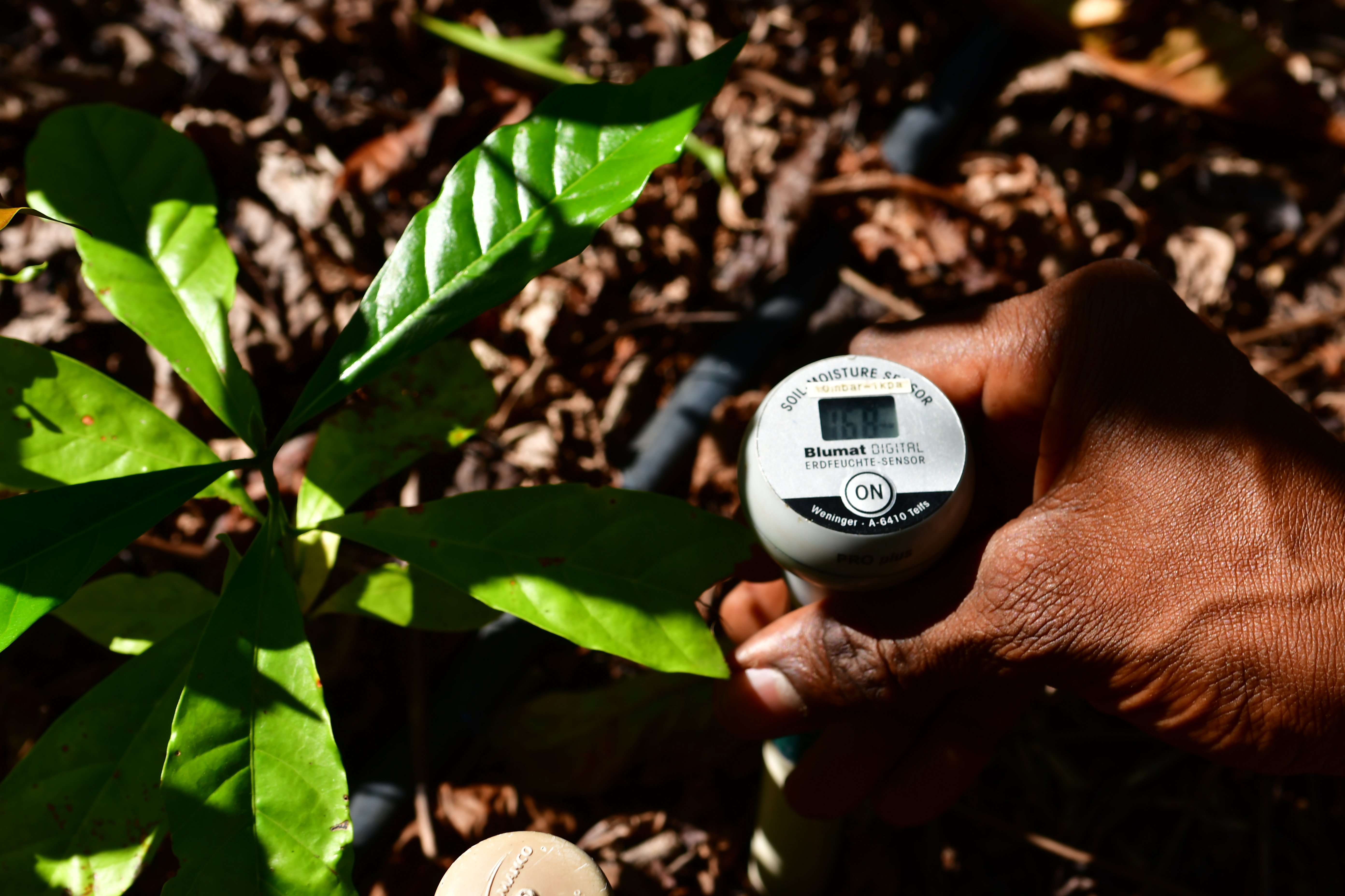 Agronegócio 5.0: Fazenda Três Marias, em Linhares, aposta em tecnologia, como uso de sensores, além de integração floresta, lavoura de café, milho coco, frutas e milho e criação de gado. Negócio é administrado por Leticia Lindenberg