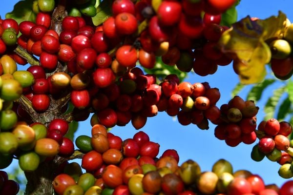 Agronegócio 5.0: Fazenda Três Marias, em Linhares, aposta em tecnologia, como uso de sensores, além de integração floresta, lavoura de café, milho coco, frutas e milho e criação de gado. Negócio é administrado por Leticia Lindenberg