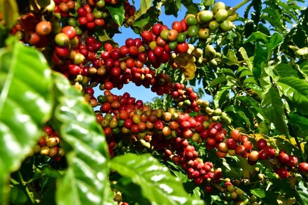 Café é uma das culturas que conta com trabalho tecnológico e pesquisa para formar grãos fortes, saudáveis e mais saborosos