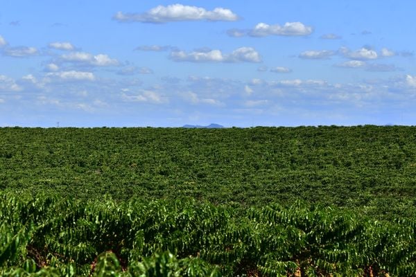 Agronegócio 5.0: Fazenda Três Marias, em Linhares, aposta em tecnologia, como uso de sensores, além de integração floresta, lavoura de café, milho coco, frutas e milho e criação de gado. Negócio é administrado por Leticia Lindenberg
