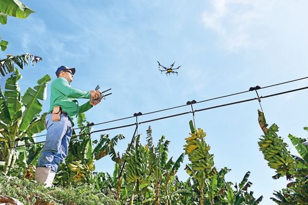 Fazenda Lagoa Nova, em Linhares, usa drones para pulverizar defensivo agrícola e para monitorar situação da plantação de banana