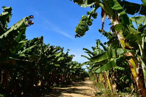 Fazenda Lagoa Nova, em Linhares, usa drones para pulverizar defensivo agrícola e para monitorar situação da plantação de banana