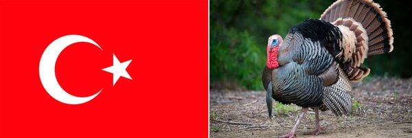 Turquia pede para trocar de nome na ONU para não ser confundida com peru em inglês