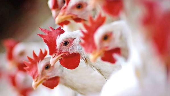 Mercados que já anunciaram embargos representam 28% do total exportado pelo país no ano