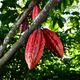 Imagem - Multinacional paga produtores do ES por cultivo sustentável de café e cacau