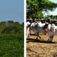 Imagem - Agro une lavoura, criação de gado e floresta para fortalecer negócios no ES