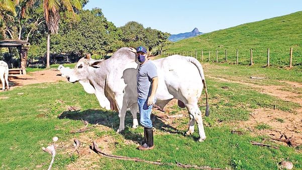 Anselmo Laranja, da fazenda Porto do Engenho, usa tecnologia para melhoramento genético do gado